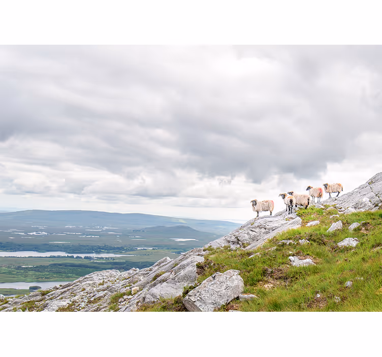 Foto tapeta ovce na padinama - TenStickers