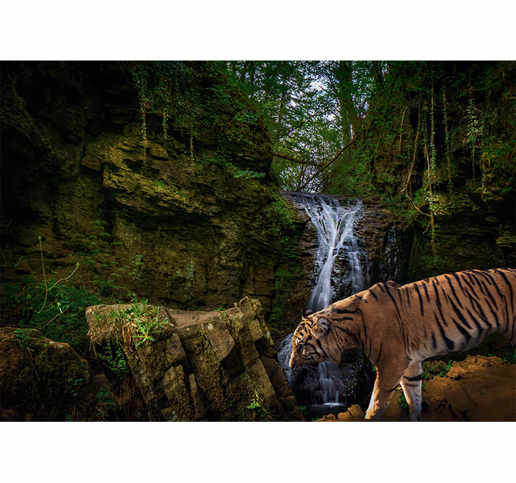 Foto tapete šumski velikodušni tigar u šetnji - TenStickers