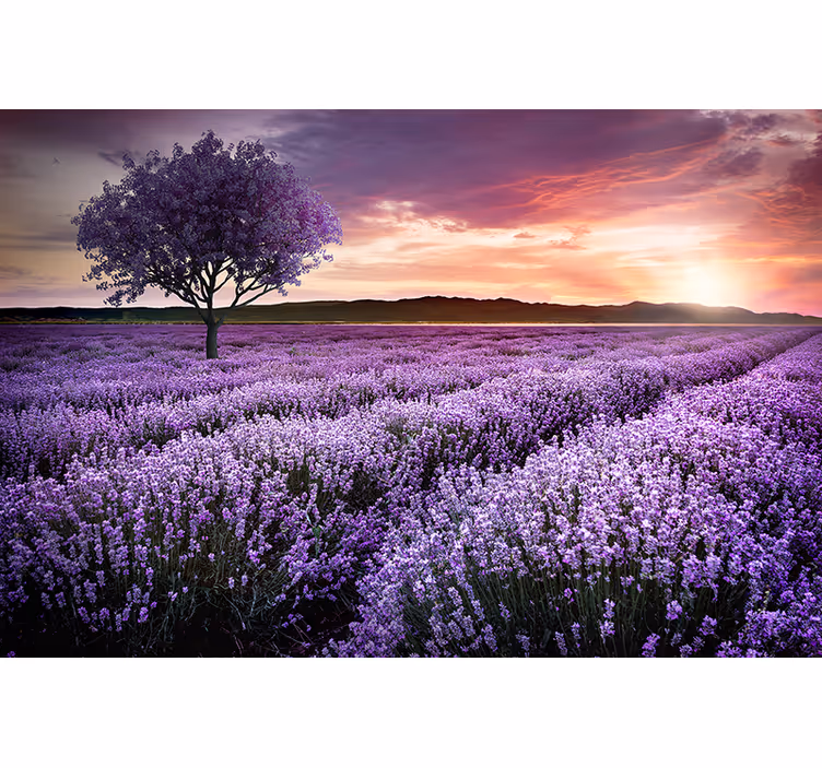 Foto tapete cvijet lavanda na livadi u sumraku - TenStickers