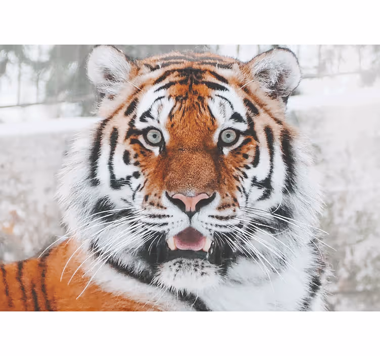 Zidne freske s prikazom kraljevskog tigra - TenStickers