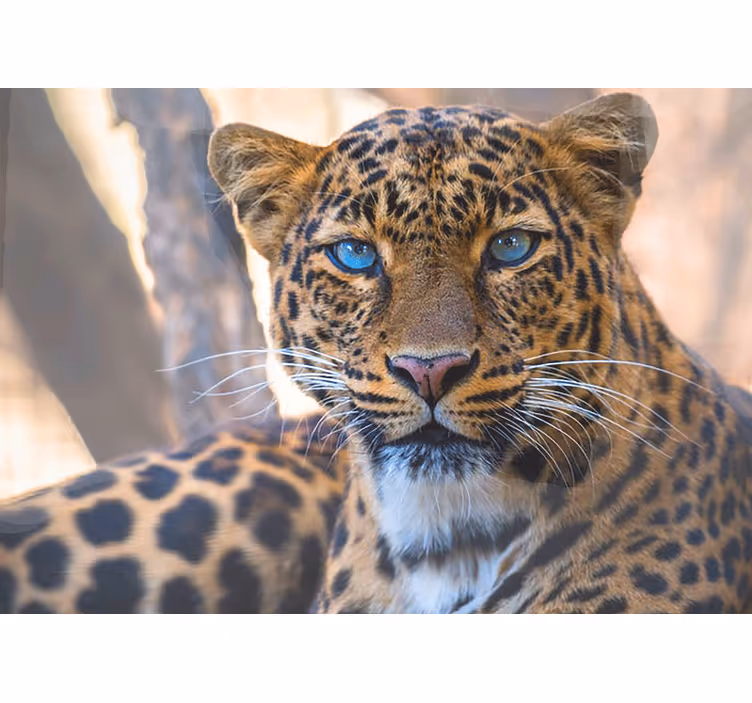 Zidni freske portret leoparda u krupnom planu - TenStickers