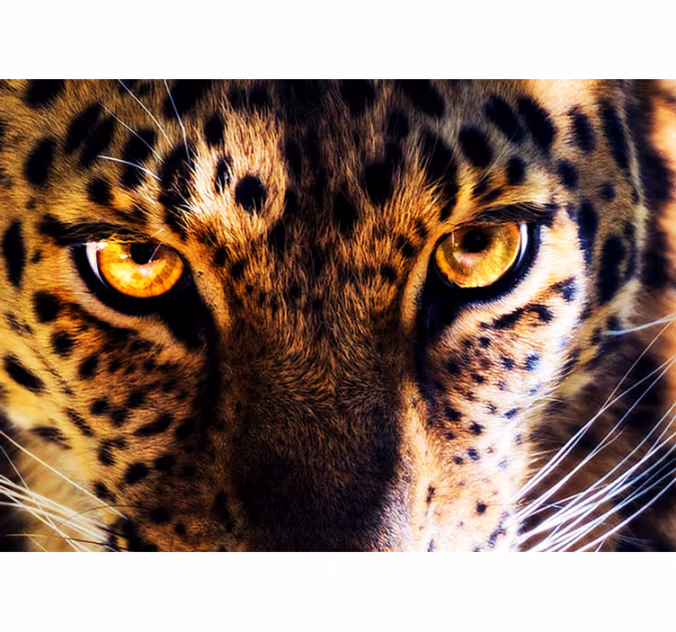 Foto tapete lavova regal leopard pogled - TenStickers