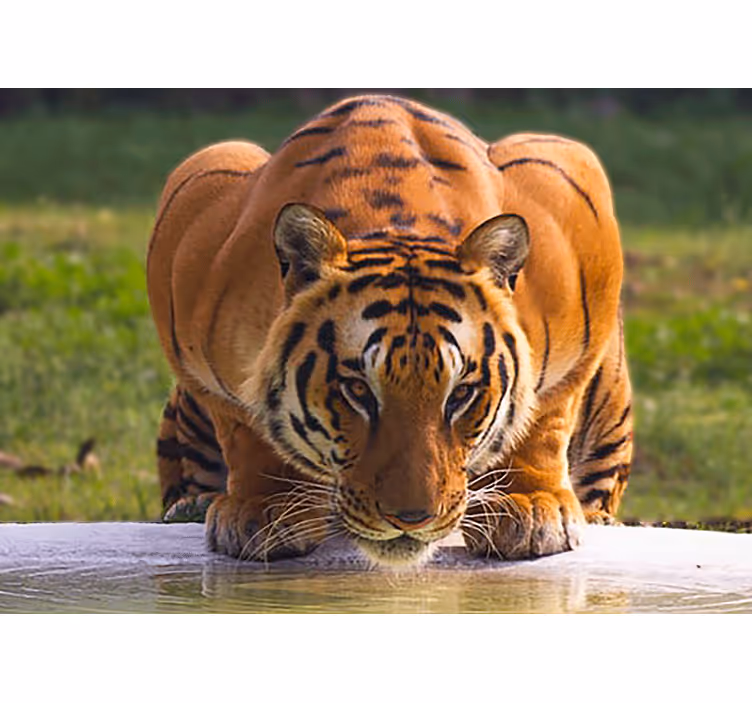 Zidni freske kraljevski tigar u posesiji - TenStickers