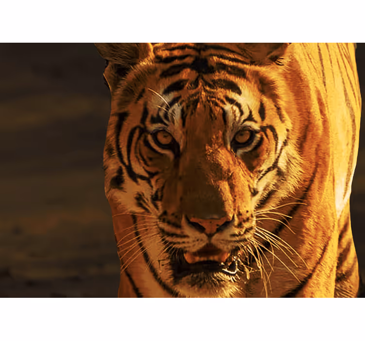 Foto tapete lavova kraljevski pogled tigra - TenStickers