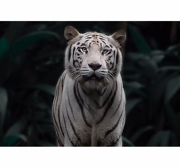 Zidni freske regal bijeli tigar - TenStickers