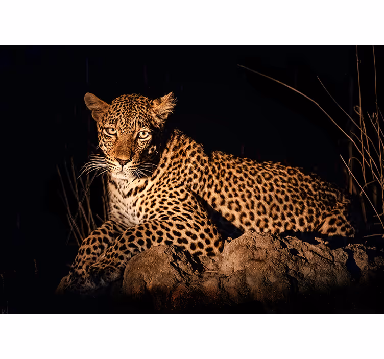 Foto tapeta leopard u svjetlu pozornosti - TenStickers