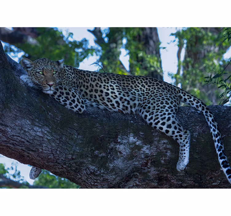 Zidni freske leopard koji se udobno odmara - TenStickers