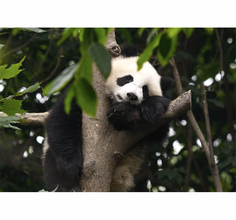 Zidni freske panda na drvetu u odmoru - TenStickers