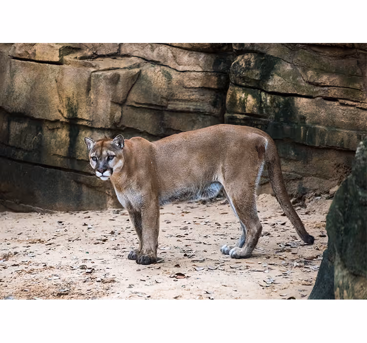 Zidni freske puma u staništu - TenStickers