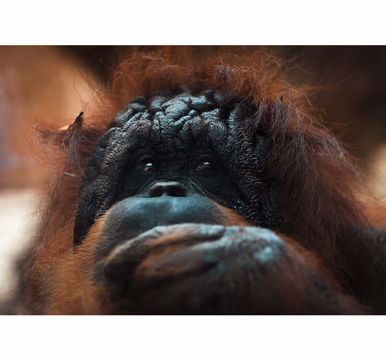 Zidni freske promišljeni pogled orangutana - TenStickers