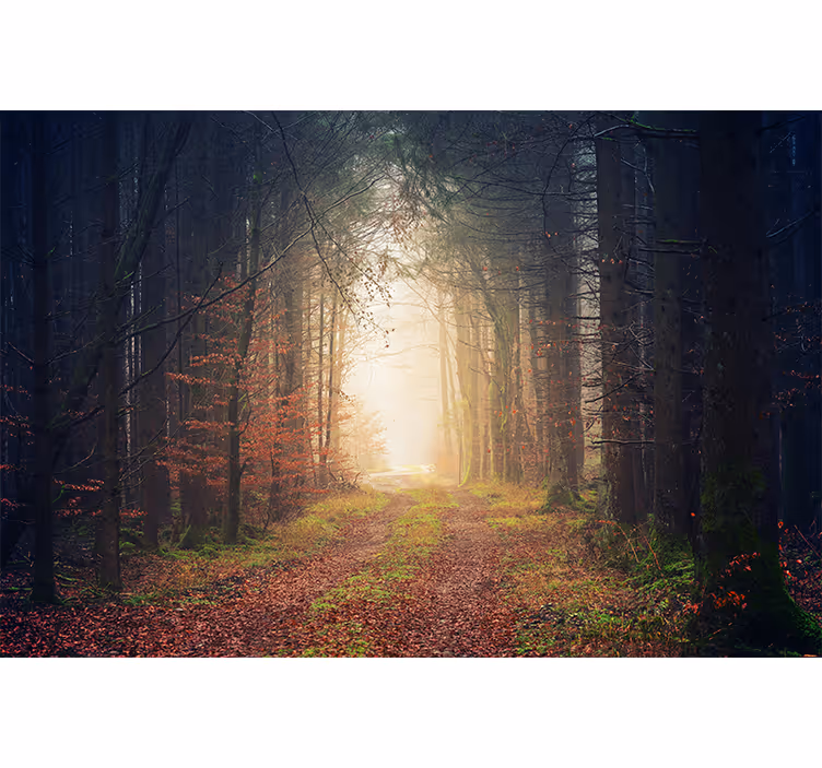 Foto tapete šumski jesenska cesta - TenStickers