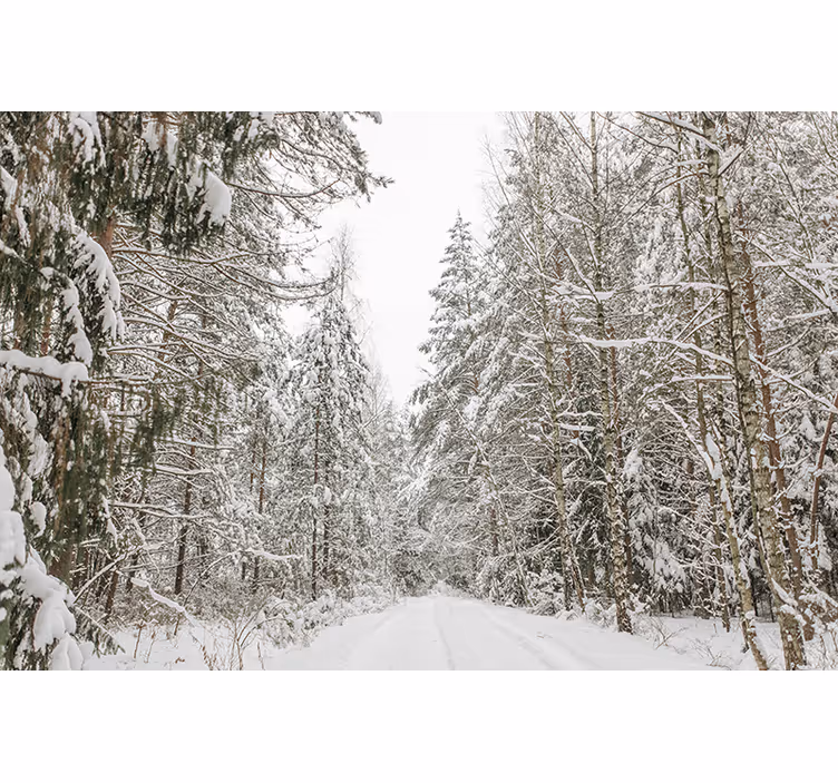 Foto tapete šumski zimski dan - TenStickers