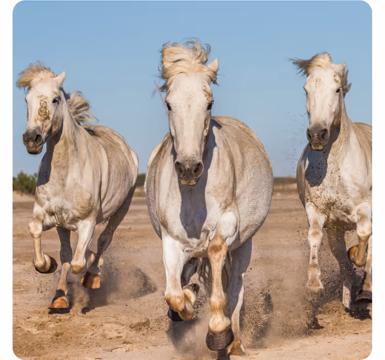 Podmetač za čaše moderan galopirajući bijeli konji - TenStickers