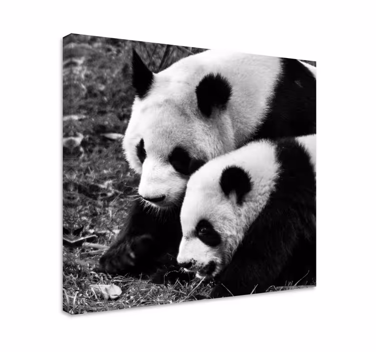 Slika na platnu životinje panda par u zagrljaju - TenStickers