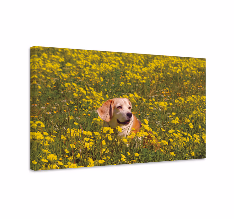Slika na platnu psi sretan pas na otvorenom - TenStickers
