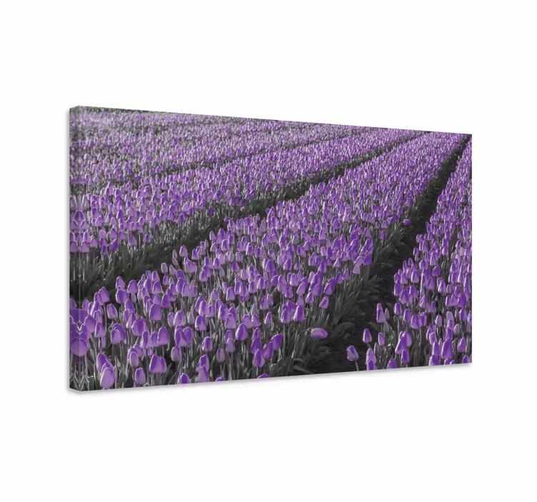 Slika na platnu cvijeće i biljke ljubičasto tulipansko polje - TenStickers