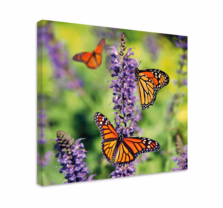 Slika na platnu leptir monarch leptiri u okupljanju - TenStickers