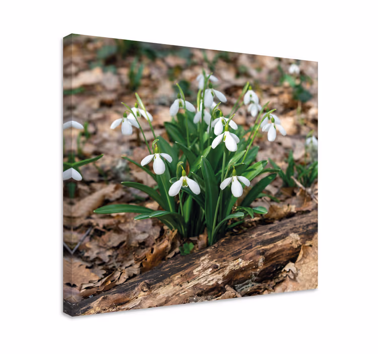 Snowdrops forrest landscape cvjetno platno - TenStickers