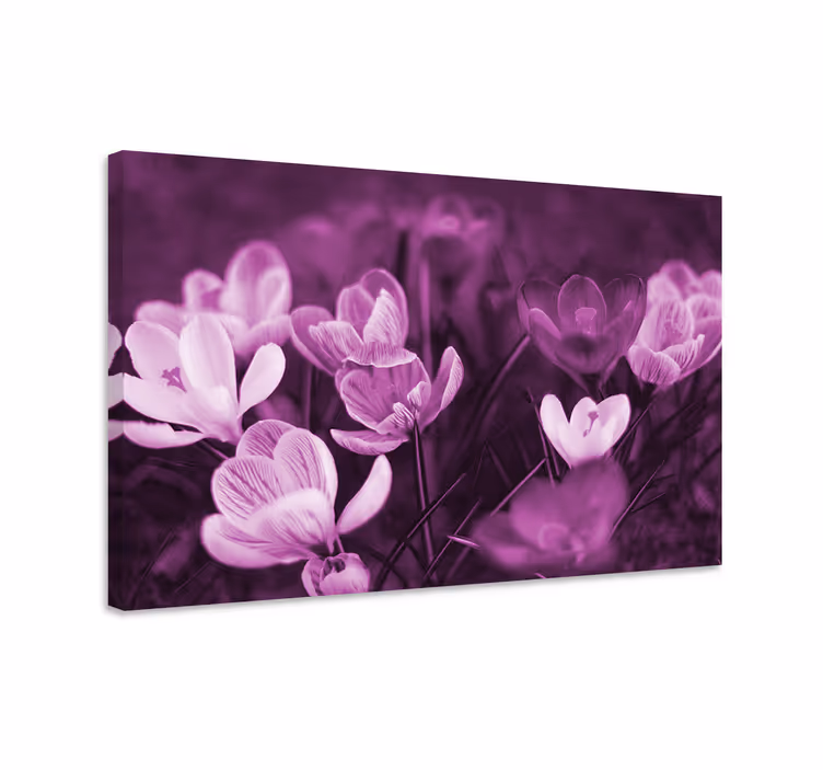 Prekrasno roza cvijet crocus cvijet platno - TenStickers