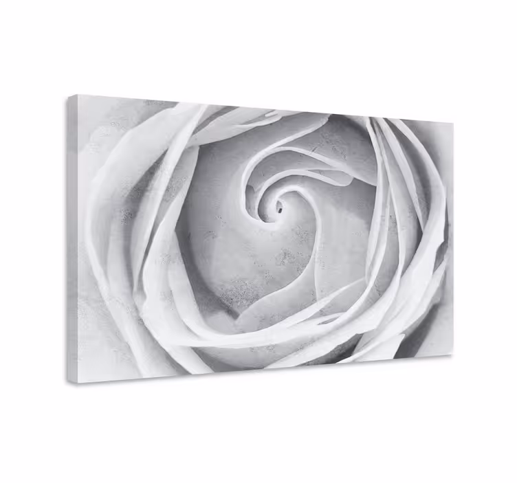 Slika na platnu cvijeće i biljke elegantna ruža spiralno - TenStickers