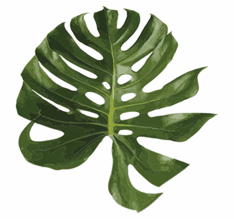Vinil podovi cvijeće i biljke monstera list - TenStickers