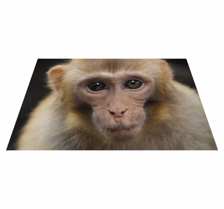 Vinil podovi životinja lice bebe majmuna - TenStickers