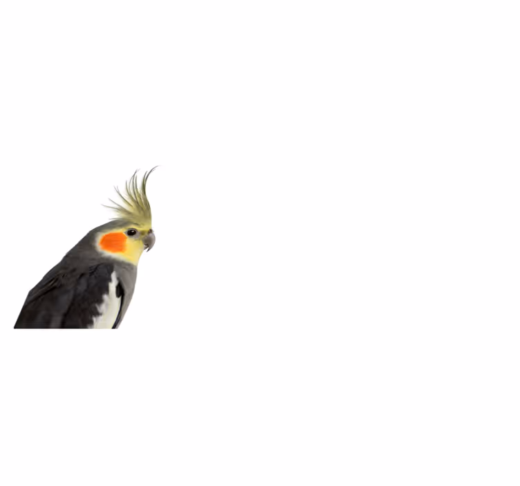 Kakadu papiga životinjski sag - TenStickers