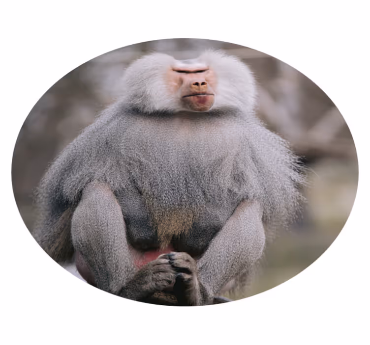 Vinil podovi životinja babuni mirno sjede - TenStickers