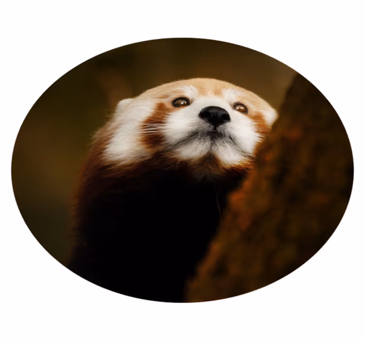 Vinil podovi životinja portret crvene lisice - TenStickers
