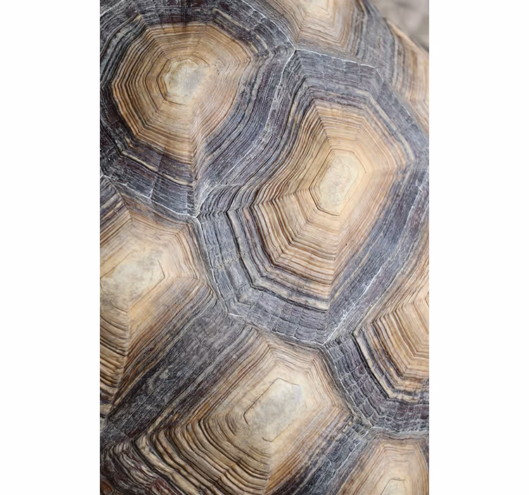Tapete za dnevni boravak tortoise shell - TenStickers