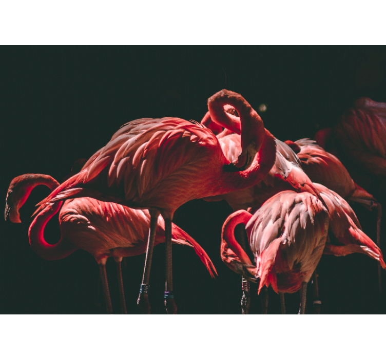 Zavjese za dnevni boravak s rimskim ružičastim flamingosima - TenStickers