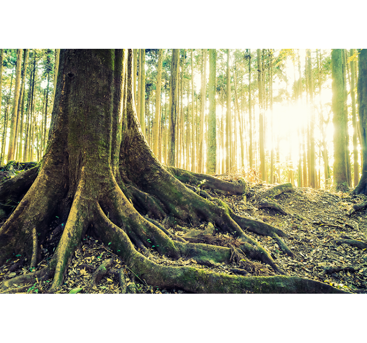 Rolo zavjese drveće veličanstveno šumsko korijenje - TenStickers