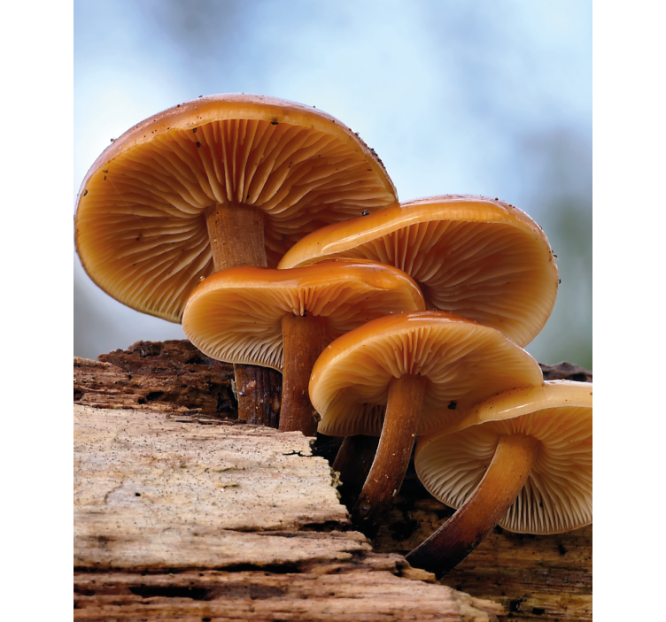 Rolo zavjese cvijeće i biljke rast gljiva - TenStickers