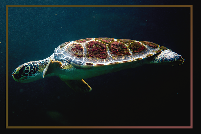 Kućni plakati za kornjače - TenStickers