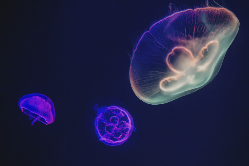 Podmetač s imenom u šarenom tematskom dizajnu meduze - TenStickers