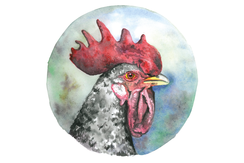 Podmetač izvornik Šarena portret pijetla - TenStickers