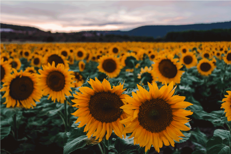 Suncokretovo polje elegantni podmetači - TenStickers