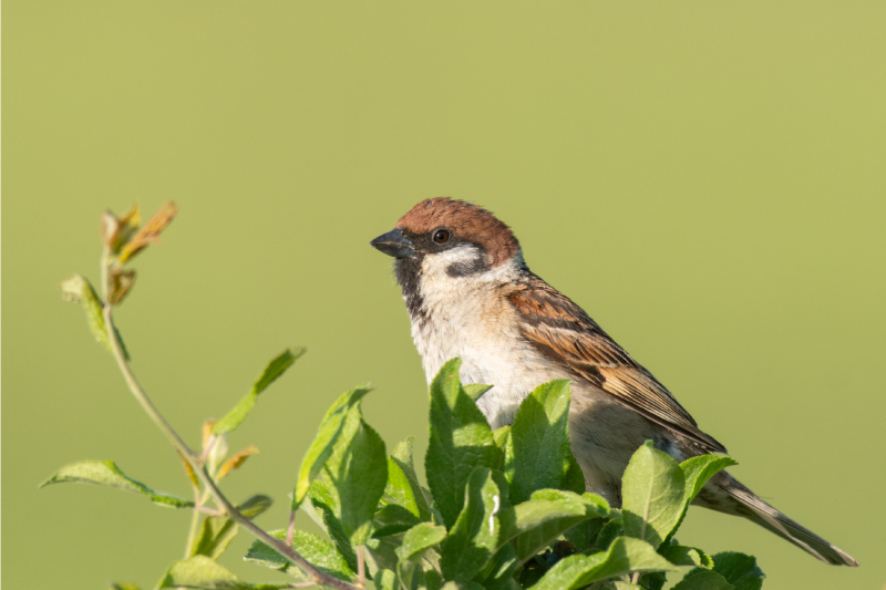 Podmetač moderan ptica na zelenoj pozadini - TenStickers