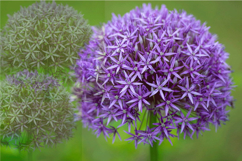 Podmetač tekstura živopisni ljubičasti cvjetovi - TenStickers