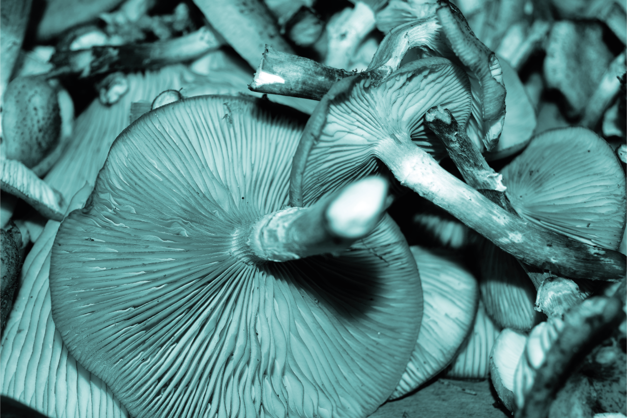 Podmetač tekstura blisko s gljivama - TenStickers