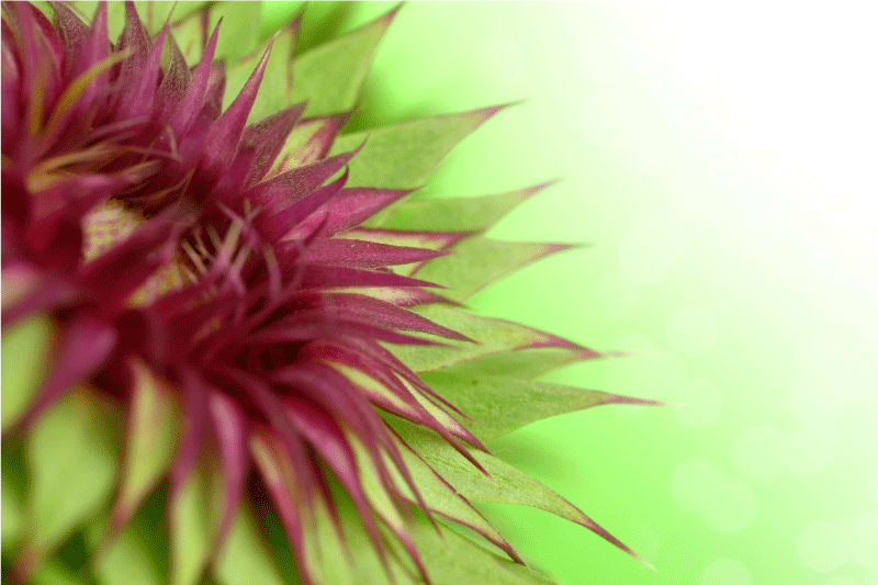 Podmetač elegantan trn - TenStickers