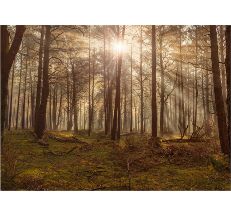 Foto tapete šumski zlatni divlji salon - TenStickers