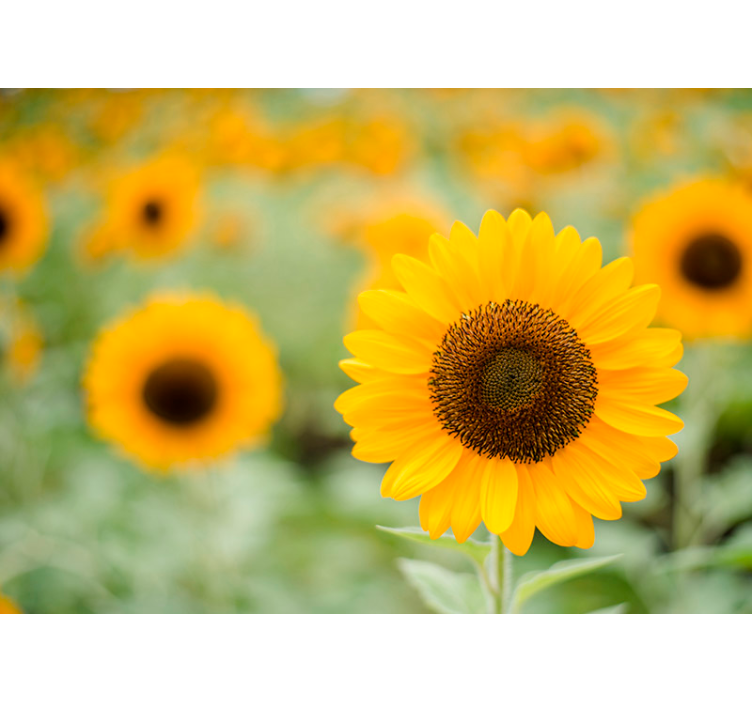 Zidni mural suncokreta - TenStickers