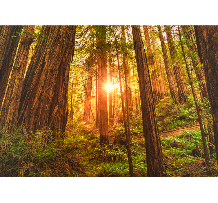 Mistični jutarnji šumski zidni mural - TenStickers