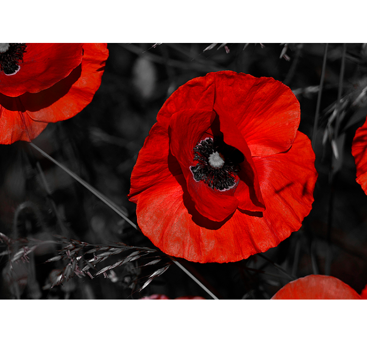 Cvjeta zidni mural cvijeta maka - TenStickers