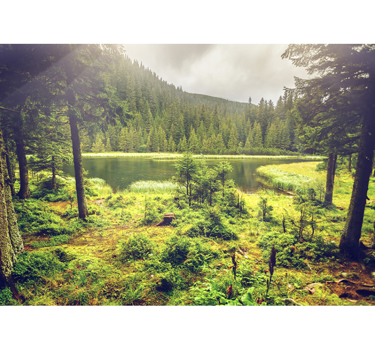 Zelena stabla šumska zidna slika - TenStickers