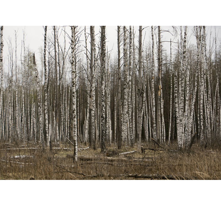 Foto tapete šumski birch grove divlji odmor - TenStickers