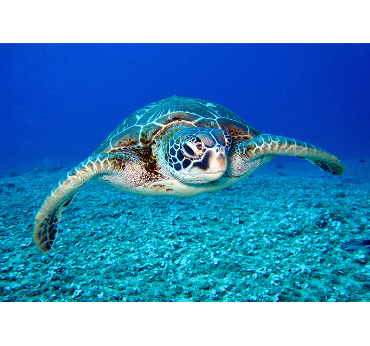 Zidni mural životinja kornjača sokola - TenStickers