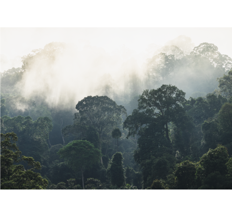 Tapete priroda magloviti pogled na šumu - TenStickers