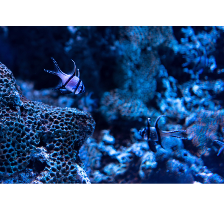 Zidni freske riba koraljnog grebena - TenStickers